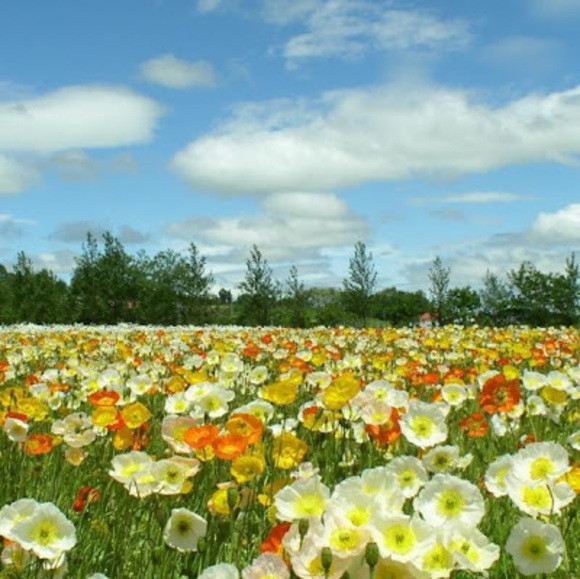 Meet your Posher, Angela - Picture 1 of 1